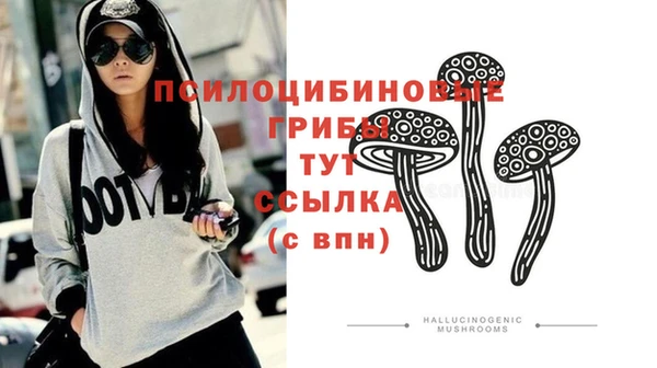 шишки Абаза